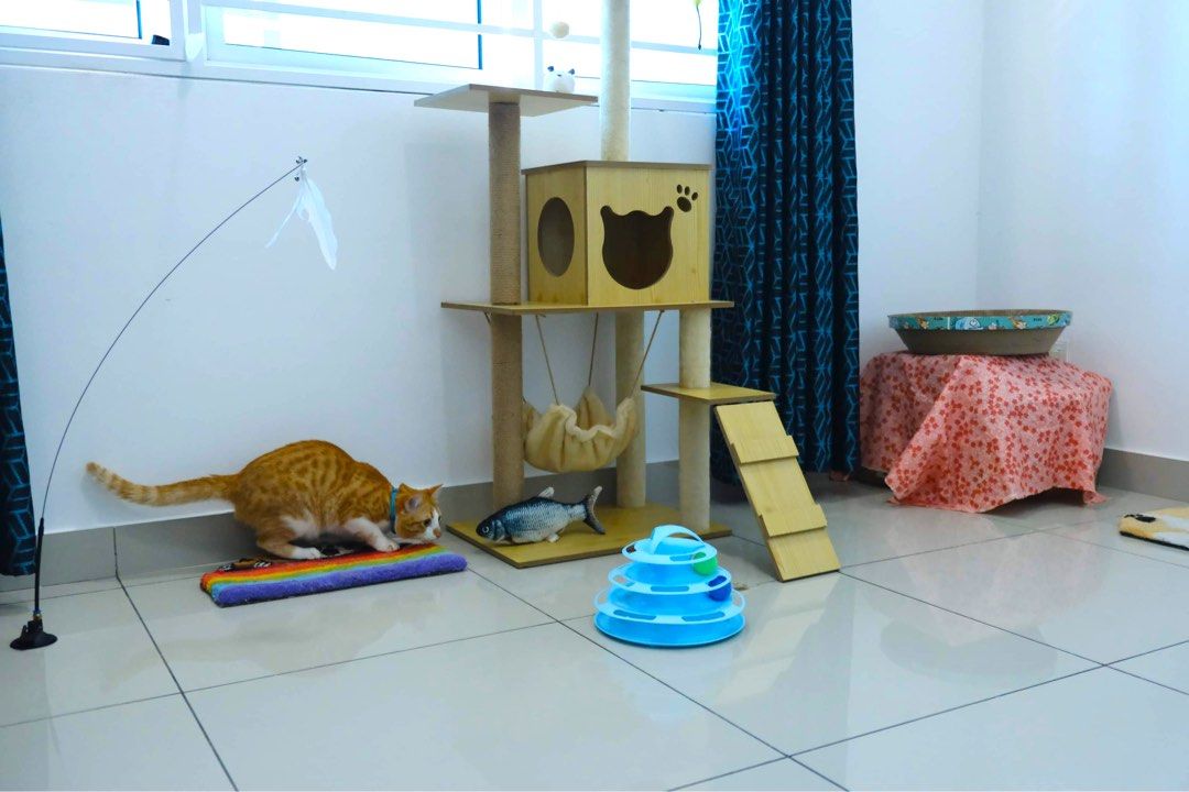 Home Based Pet Boarding Puchong, Pet Supplies, Homes & Other Pet