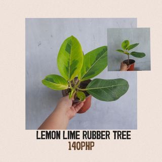 Lemon Lime Rubber Tree