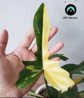 (Category: ) located in . Submitted by meeplants (Listing ID 1282416907, Image 1). Description: .