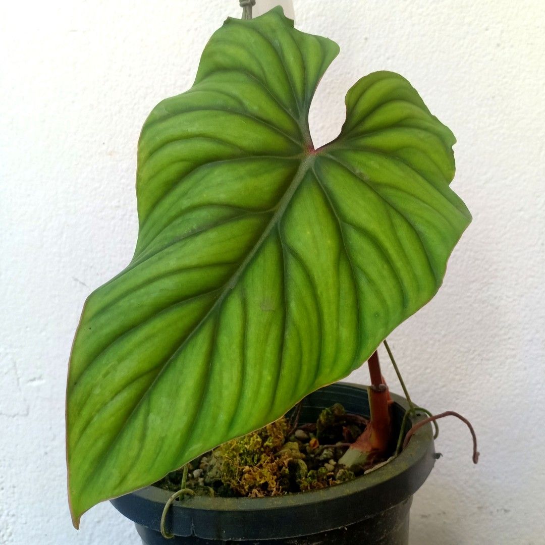 croton petra plant Unicorn Croton Petra main image 1