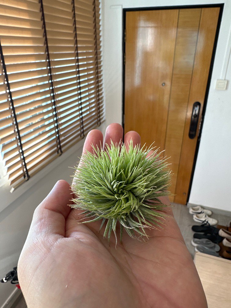T.ionantha Monstrose 扇状 T.ionantha Monstrose 扇状（チランジア・イオナンタ