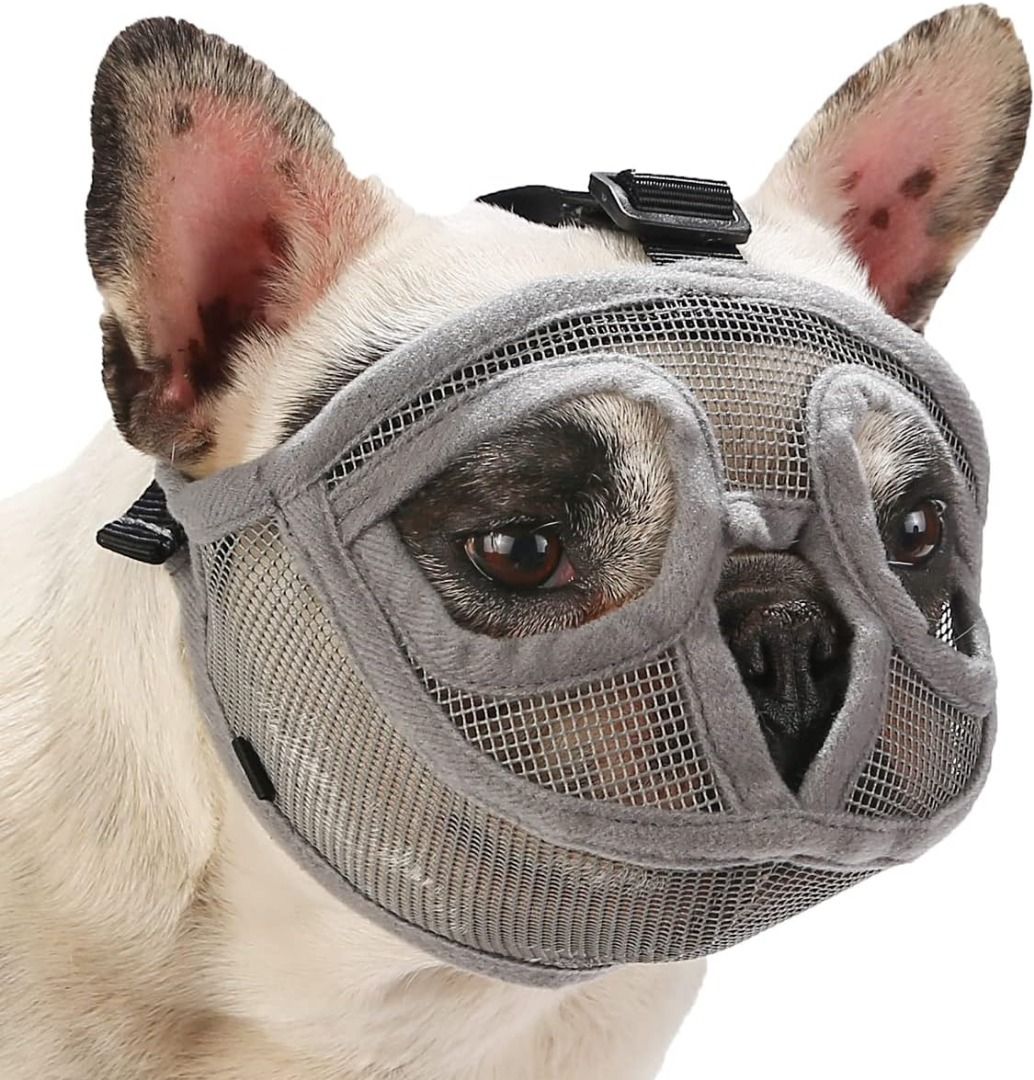 Flat faced dog muzzle shop