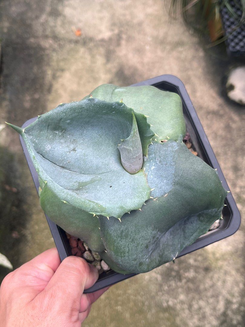 Agave marmorata papilio platanoides, Furniture & Home Living, Gardening,  Plants & Seeds on Carousell