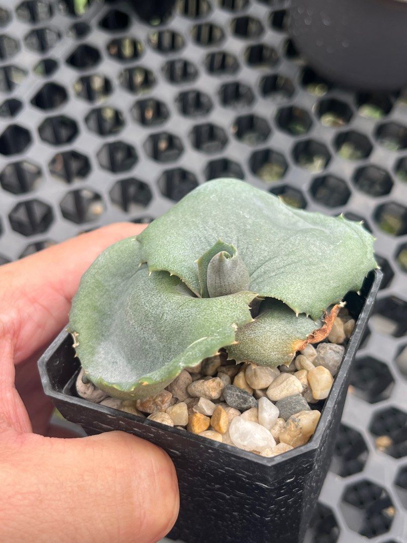 Agave marmorata papilio platanoides, Furniture & Home Living, Gardening,  Plants & Seeds on Carousell