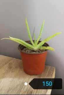 Aloe Vera with Pot and Soil (Cactus and Succulent Mix)