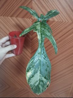 (Category: ) located in . Submitted by avdplants (Listing ID 1282714384, Image 1). Description: .