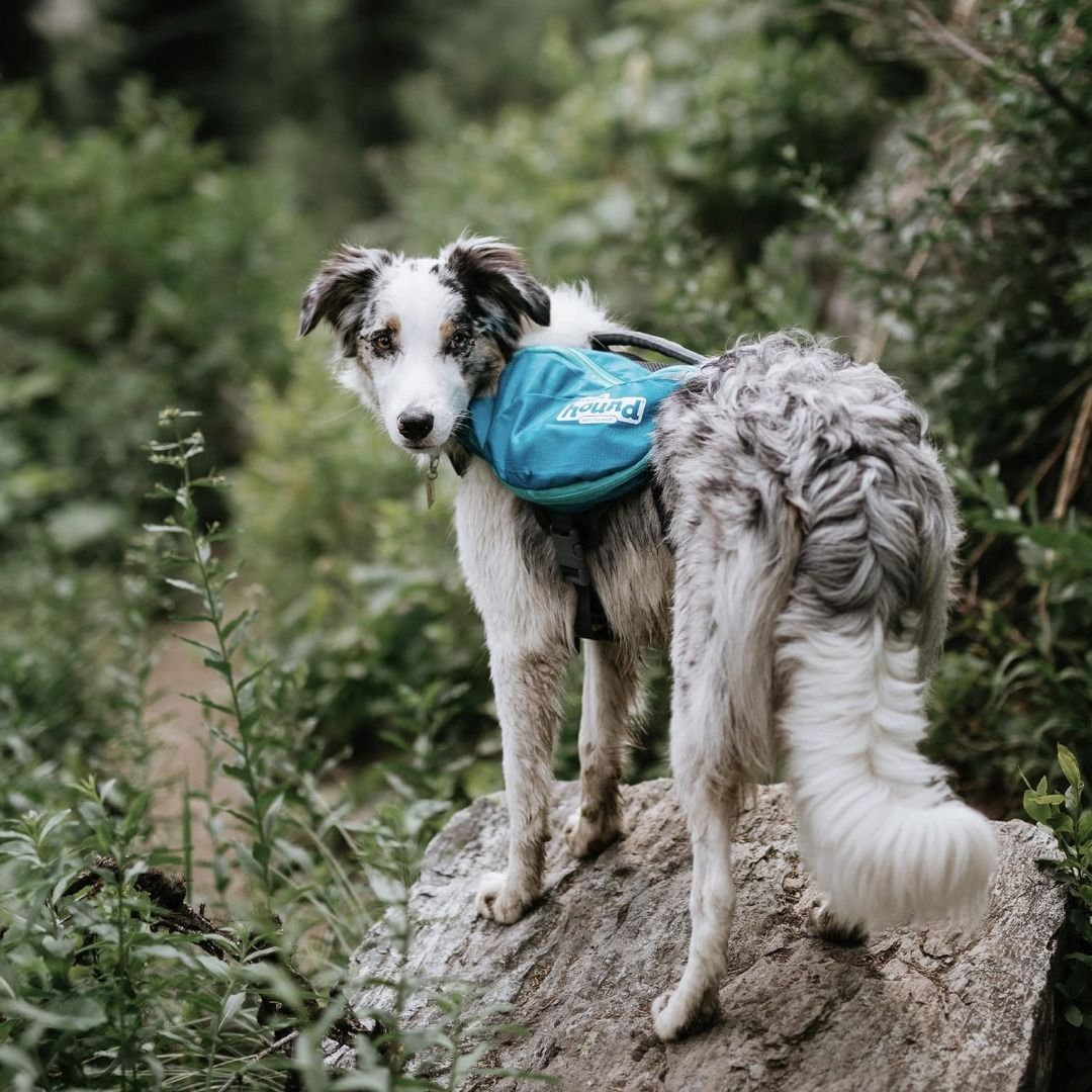 Outward hound daypak on sale