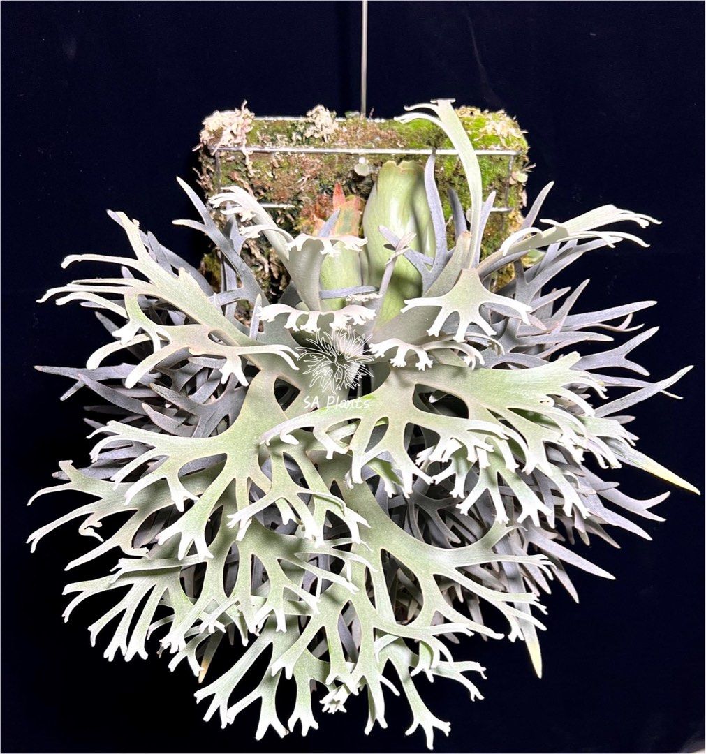 ▽P.willinckii cv silvery Dwarf▽ ウィリンキー シルベリードワーフ