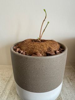 （分類：）位於 。 由 miyaayima 提交（商品編號 1276215754，圖片 1）。簡介： 。