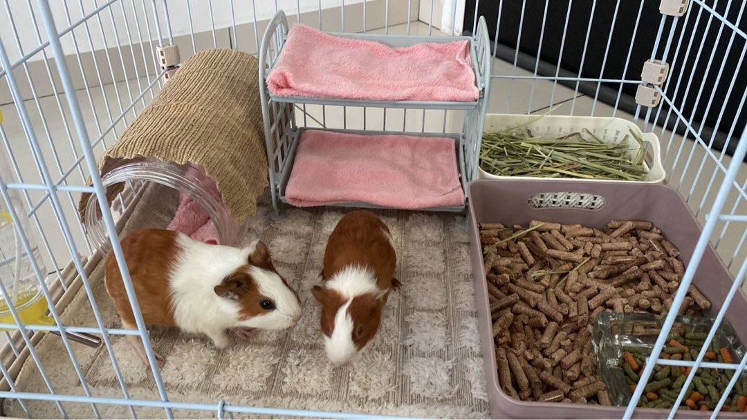 American guinea hotsell pig cage