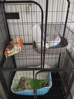 (Category: ) located in . Submitted by snby95 (Listing ID 1276245643, Image 1). Description: .