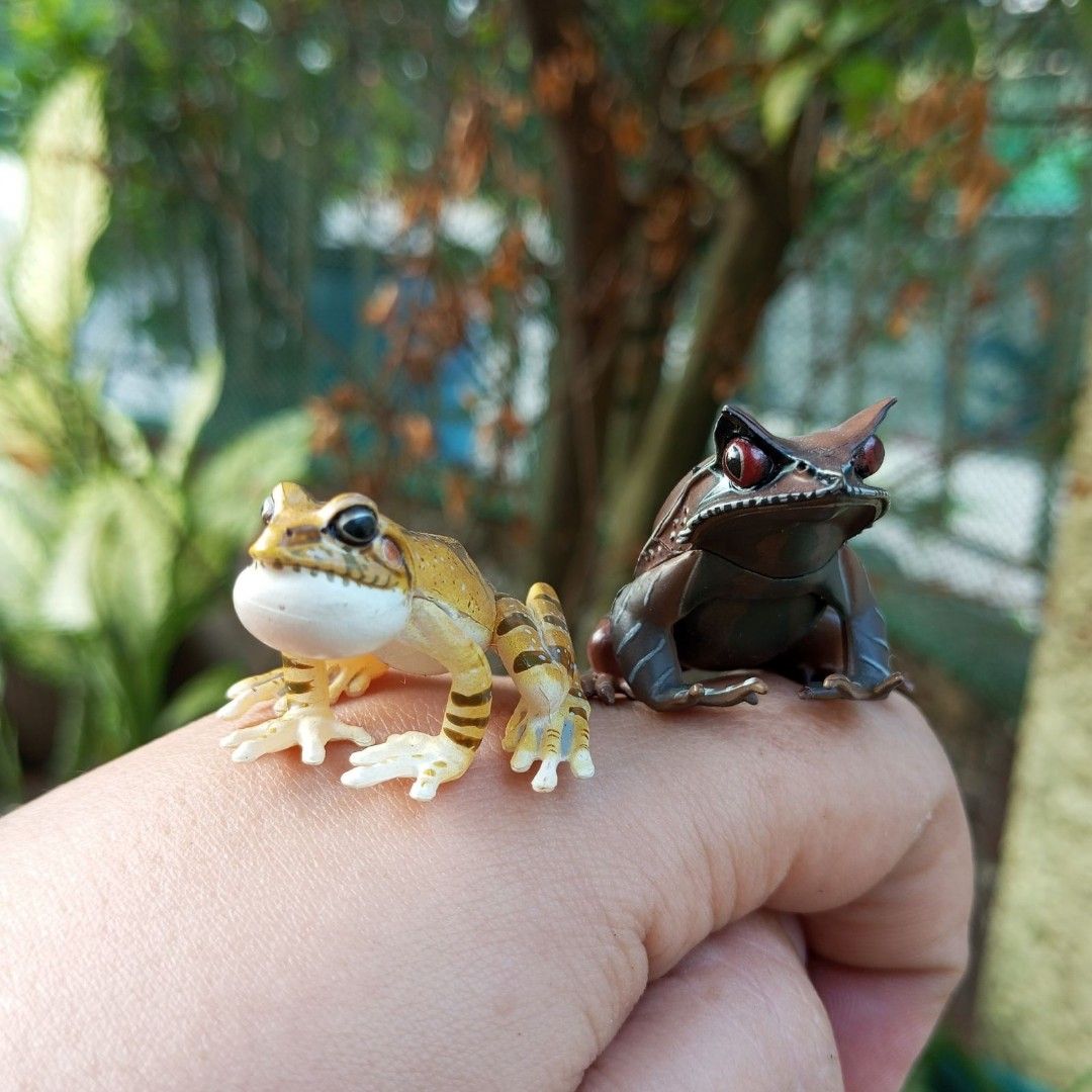 Genuine Gacha Animal Illustrated Frog Toad Figure, Hobbies & Toys