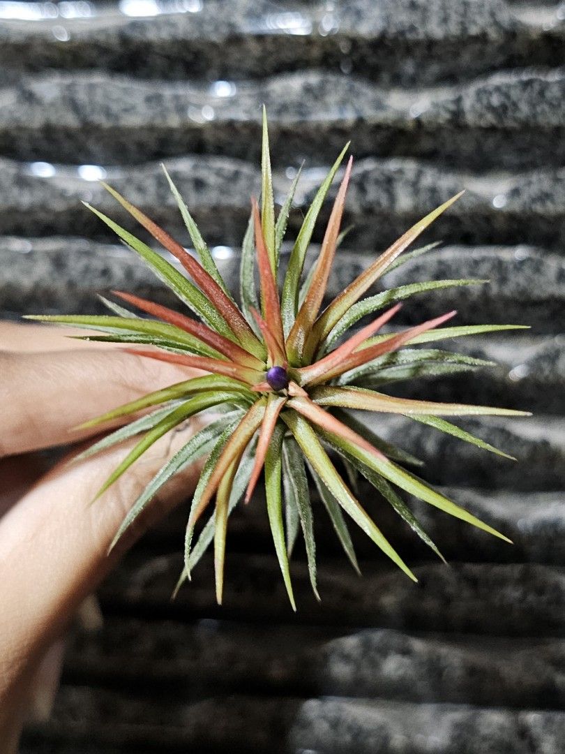 Ionantha apretado (rare) open form air plant airplant air plants airplants  tillandsia, Furniture & Home Living, Gardening, Plants & Seeds on Carousell