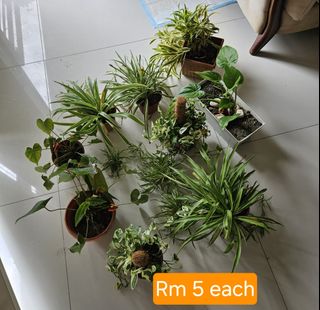 (Category: ) located in . Submitted by sam06 (Listing ID 1276207116, Image 1). Description: .