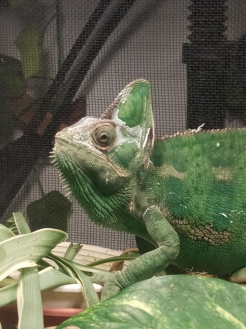 Chameleon fogger cheap