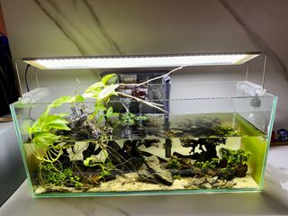 (Category: ) located in . Submitted by shrimp_pet (Listing ID 1282991194, Image 1). Description: .