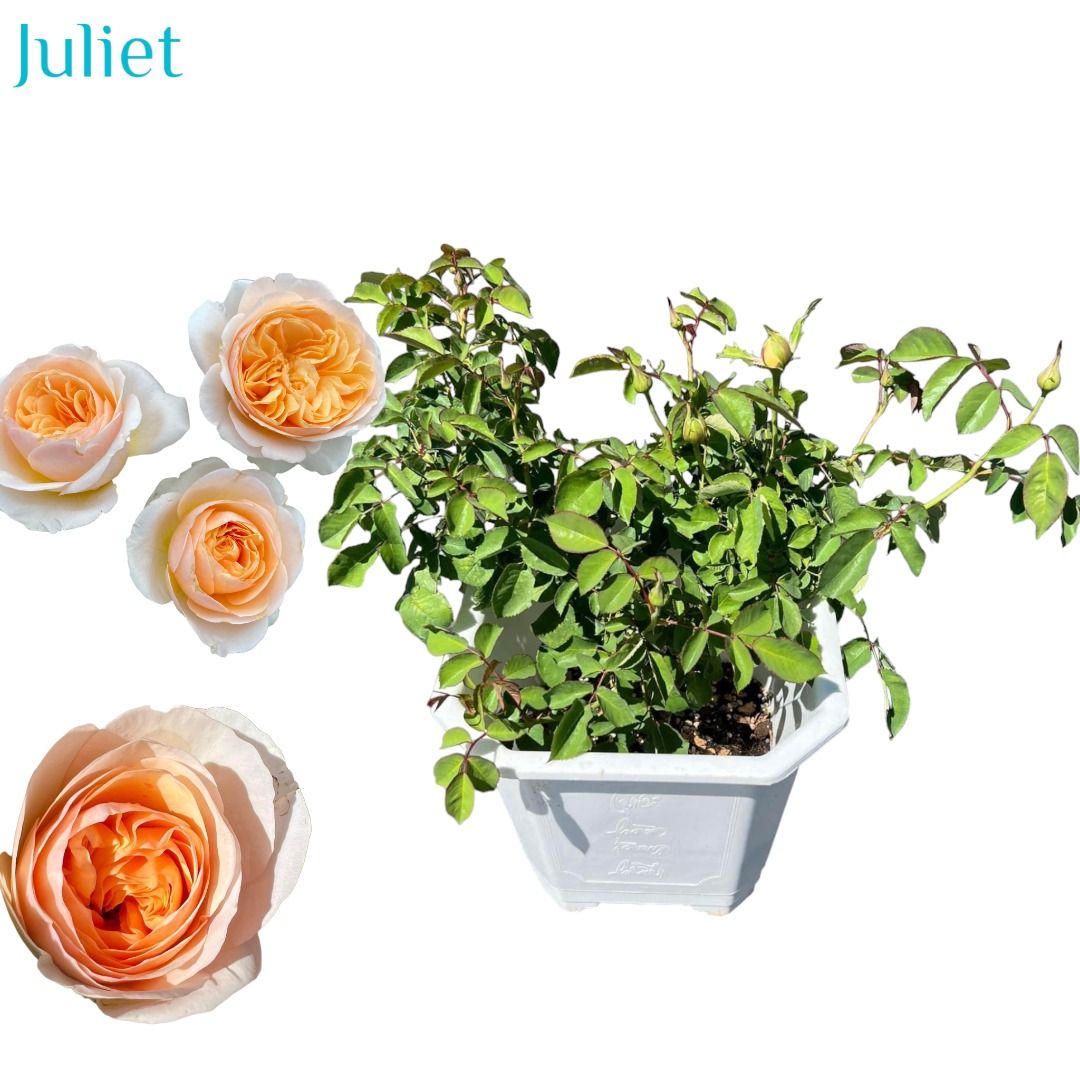 Juliet rose plant, Furniture & Home Living, Gardening, Plants & Seeds on  Carousell