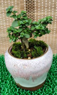(Category: ) located in . Submitted by bonsai168 (Listing ID 1282992955, Image 1). Description: .