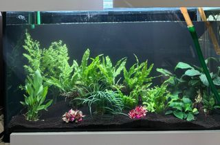 (Category: ) located in . Submitted by happyaquarium (Listing ID 1283180051, Image 1). Description: .