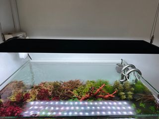 (Category: ) located in . Submitted by _nxrz (Listing ID 1283171589, Image 1). Description: .