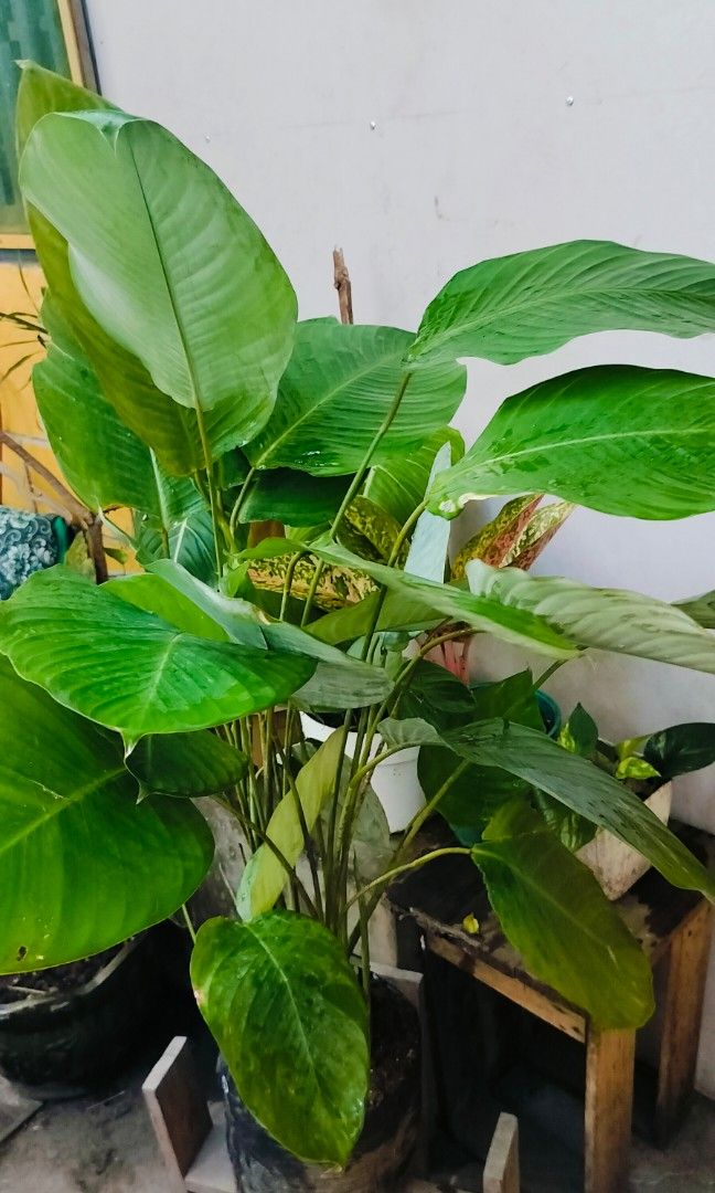 Dwarf leaf lutea (white calathea) (Category: Plants & Seeds) located in Antipolo. Submitted by blueshopvintage (Listing ID 1283176021, Image 2). Description: stable ready for repotting/replanting this cute size leafy plant is also great for indoors (enough lighting) & backdrop for pool or spa decor lush In seedling bags.