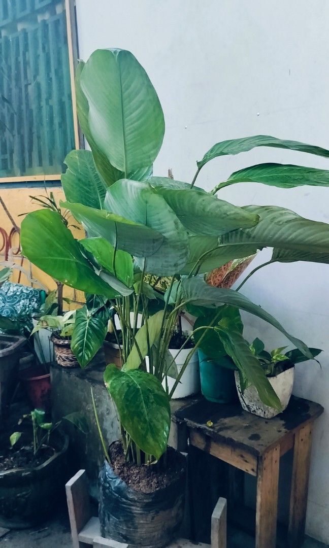Dwarf leaf lutea (white calathea) (Category: Plants & Seeds) located in Antipolo. Submitted by blueshopvintage (Listing ID 1283176021, Image 1). Description: stable ready for repotting/replanting this cute size leafy plant is also great for indoors (enough lighting) & backdrop for pool or spa decor lush In seedling bags.