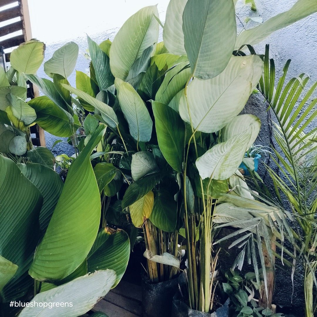 Dwarf leaf lutea (white calathea) (Category: Plants & Seeds) located in Antipolo. Submitted by blueshopvintage (Listing ID 1283176021, Image 3). Description: stable ready for repotting/replanting this cute size leafy plant is also great for indoors (enough lighting) & backdrop for pool or spa decor lush In seedling bags.