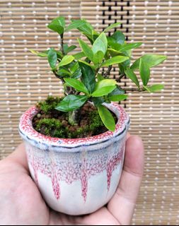 (Category: ) located in . Submitted by bonsai168 (Listing ID 1283272497, Image 1). Description: .