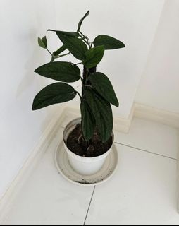 Indoor  plant
