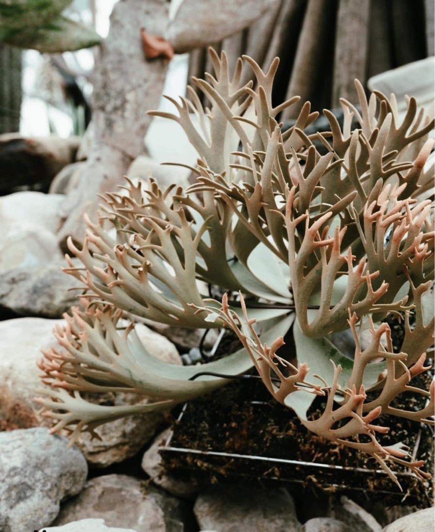 神獸首賣P. willinckii 'nano' sporeling, 傢俬＆家居, 園藝