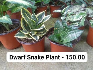 Plants for Sale Indoor or Outdoor