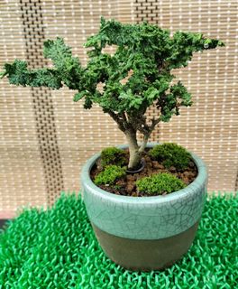 (Category: ) located in . Submitted by bonsai168 (Listing ID 1283272099, Image 1). Description: .