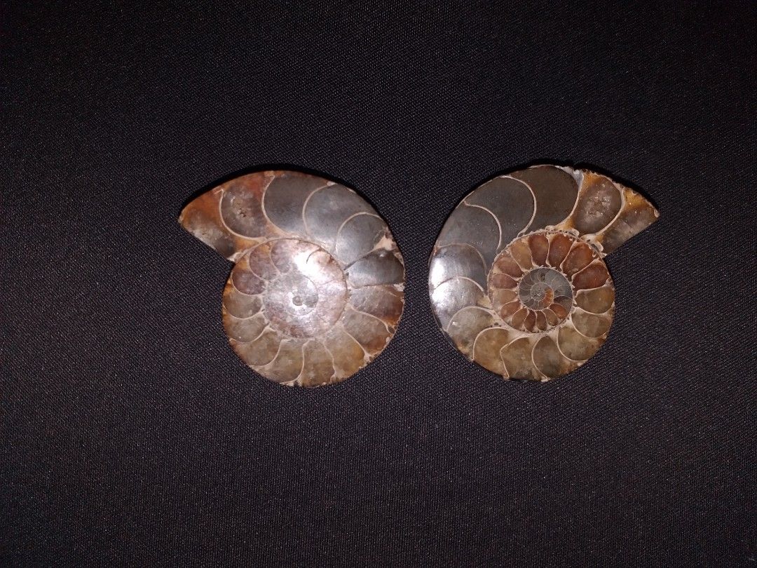 Sliced Ammonite Fossil Pair (Category: Vintage Collectibles) located in Baguio. Submitted by eskimoprime (Listing ID 1283226265, Image 3). Description: Notes: - From one Ammonite sliced in half - Very nice paterns - Authentic from Japan - Feel free to pm for more pics Info: - Ammonites were shelled cephalopods that died out about 66 million years ago. They had a coiled external shell similar to that of the modern nautilus..