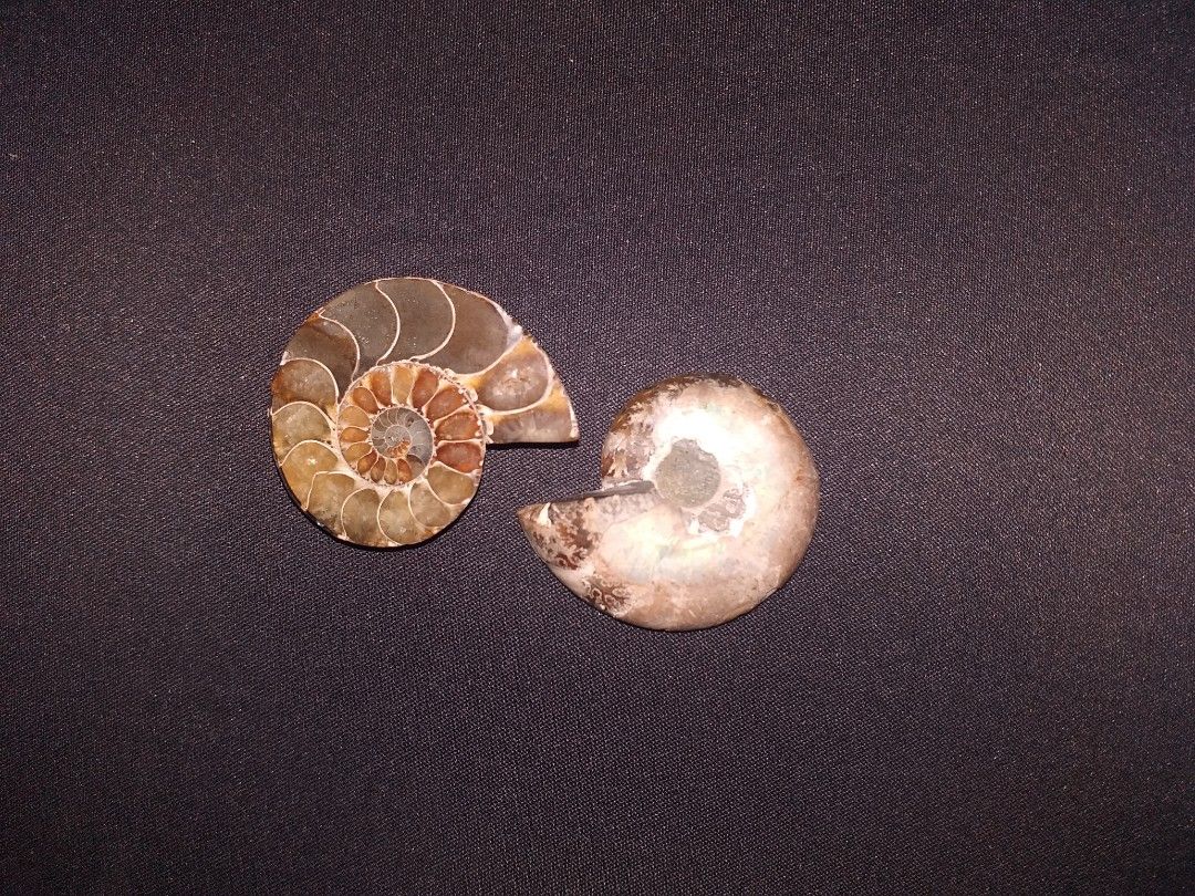 Sliced Ammonite Fossil Pair (Category: Vintage Collectibles) located in Baguio. Submitted by eskimoprime (Listing ID 1283226265, Image 1). Description: Notes: - From one Ammonite sliced in half - Very nice paterns - Authentic from Japan - Feel free to pm for more pics Info: - Ammonites were shelled cephalopods that died out about 66 million years ago. They had a coiled external shell similar to that of the modern nautilus..