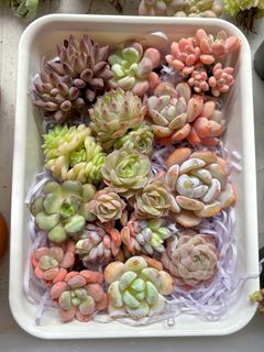 (Category: ) located in . Submitted by Candy.Candy (Listing ID 1283127482, Image 1). Description: .