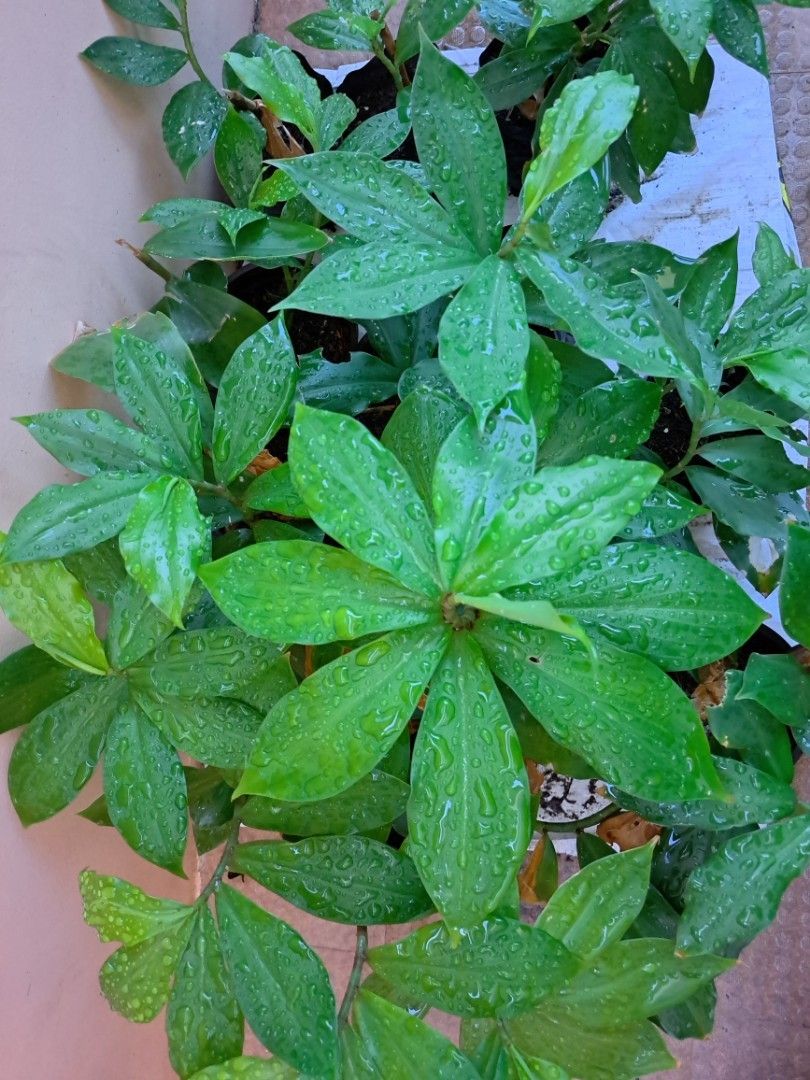 3 to 5ft Insulin Plant for sale, Furniture & Home Living, Gardening