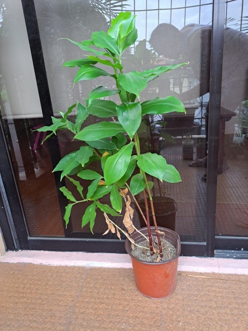3 to 5ft Insulin Plant for sale, Furniture & Home Living, Gardening