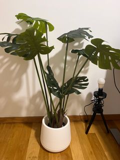 (Category: ) located in . Submitted by ellaksg (Listing ID 1276565246, Image 1). Description: .