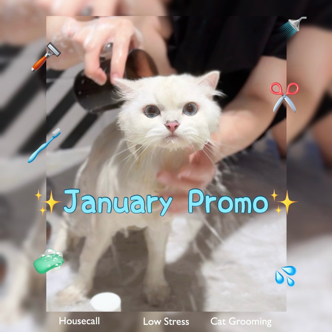Cat grooming online home service