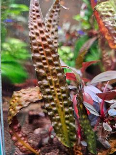 (Category: ) located in . Submitted by greenscape (Listing ID 1276662858, Image 1). Description: .
