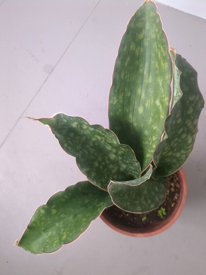 Dragon wing Sansevieria, Furniture & Home Living, Gardening, Plants & Seeds  on Carousell