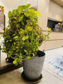 （分類：）位於 。 由 sensema 提交（商品編號 1275959158，圖片 1）。簡介： 。
