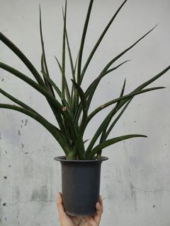 'Midnight Fountain' Sanseveria Collection (Live)