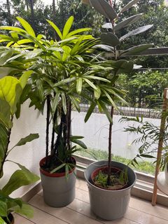 (Category: ) located in . Submitted by ellaksg (Listing ID 1276543528, Image 1). Description: .