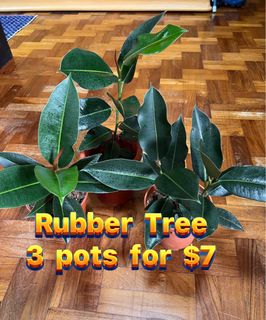 (Category: ) located in . Submitted by ranbulz (Listing ID 1276532537, Image 1). Description: .