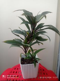 Chocolate Ti plant with pup in plastic pot cordyline fruticosa