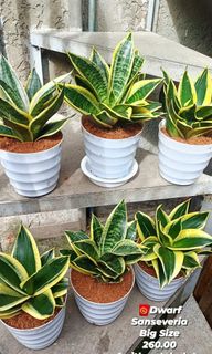 Dwarf snake plant 3, Furniture & Home Living, Gardening, Plants & Seeds on  Carousell