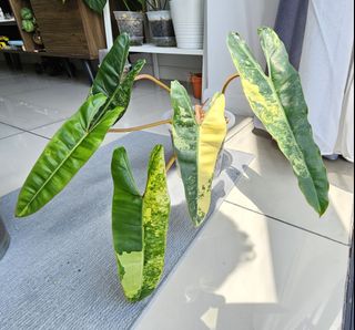 (Category: ) located in . Submitted by alohaplants (Listing ID 1276904765, Image 1). Description: .
