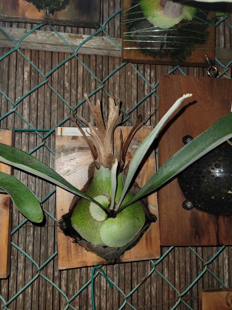 Platycerium veitchii cv. Auburn River, Furniture & Home Living
