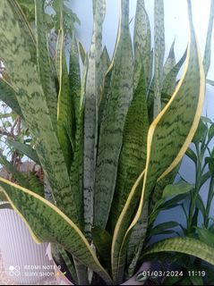 Snake plant uprooted only sansevieria laurentii trisfaciata